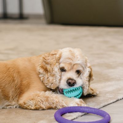 KONG puppy teething toy
