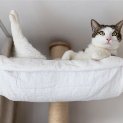 cat scratching post with hammock